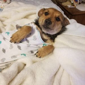 Meet your Posher, Dan